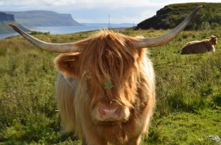 Highland Cow at Loch na Keal